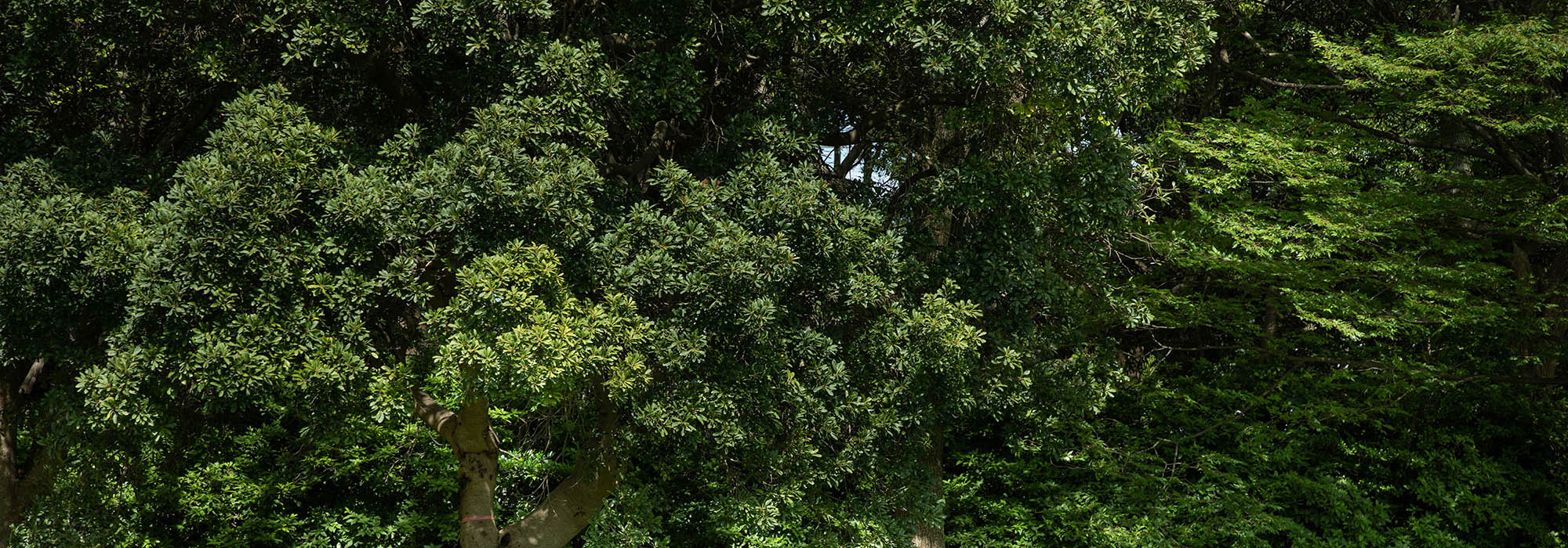 新日本ホームズの家づくり