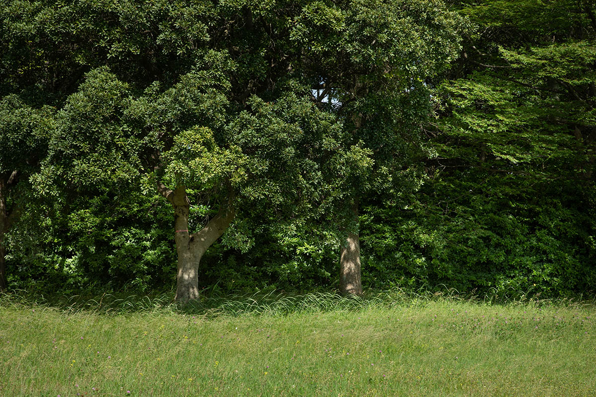 新日本ホームズの家づくり